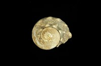 藏品(瘤珠螺)的圖片